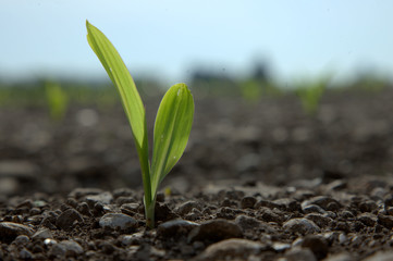 grano nelle grave