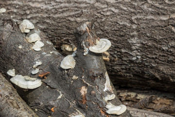Tree mushrooms appeared on the wood of the woodpile after the winter.