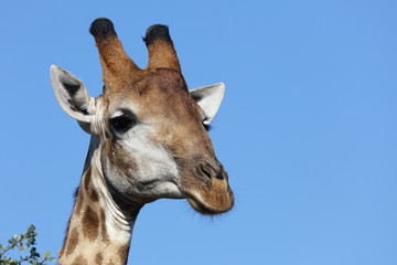 Giraffe / Giraffe / Giraffa Camelopardalis