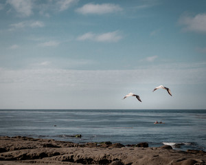 seagull on the beach