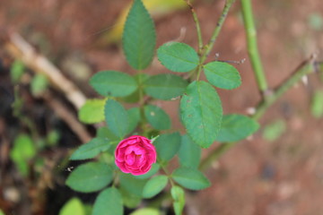 flores