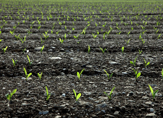 campo di grano