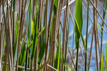 Schilf austreibend im Frühjar, Detail