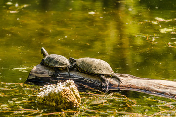 Obraz premium Two pond turtles on a tree floating on the water