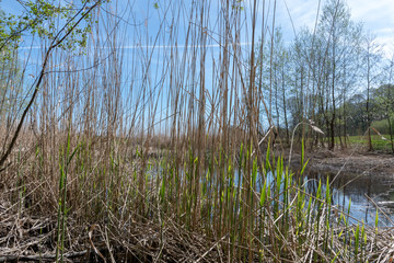 Schilf austreibend am Weiher im Frühjahr bei Sonne