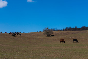 Cows on a Field in Summertime