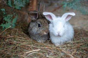 rabbits in a cage