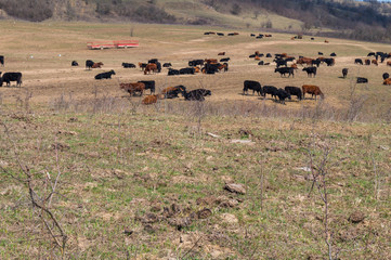 Cows on a Field in Summertime