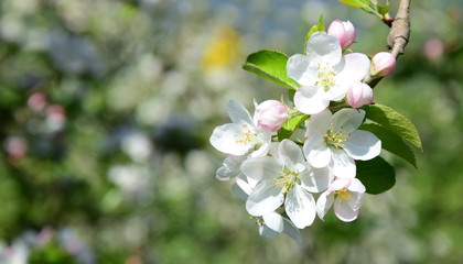 Obstbaum - Apfelbaum - Blüte