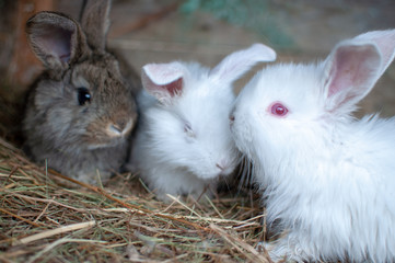 rabbits in a cage
