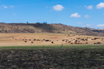 Fototapeta premium Cows on a Field in Summertime