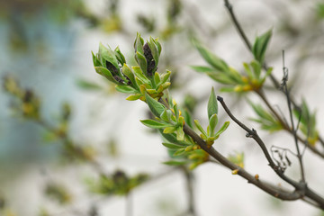 leaves and bourgeons on the tree in spring