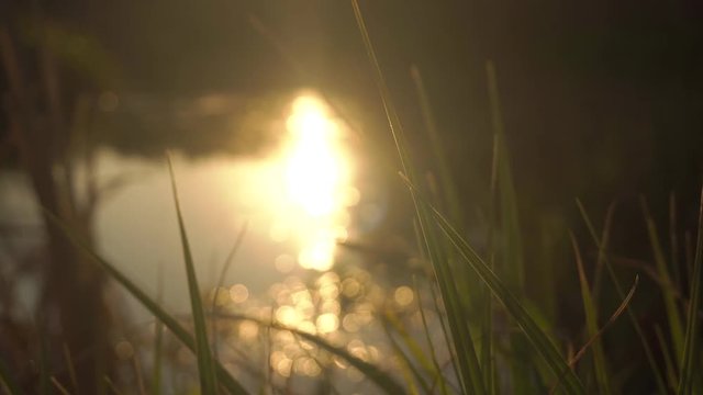 grass near the lake in sunshine