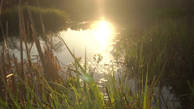grass near the lake in sunshine