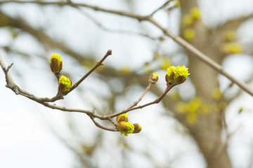 leaves and bourgeons on the tree in spring