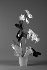 orchidea