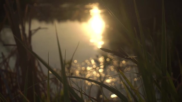 grass near the lake in sunshine