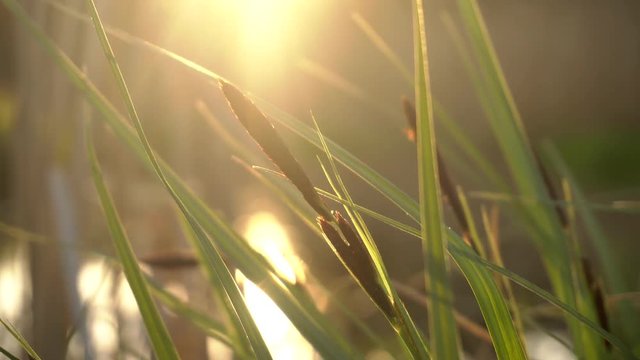 grass near the lake in sunshine