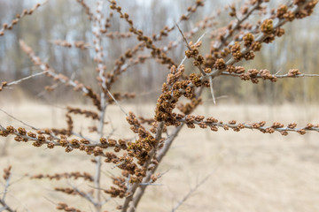 Unusual buds appeared on the bushes of sea-buckthorn in the Park of Kronstadt.