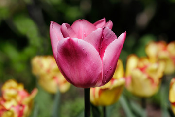 Close-up of pink tulip flower in the spring garden