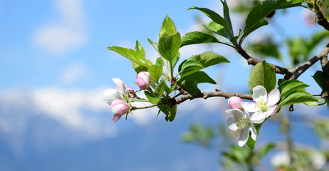 Apfelbaumblüte - Apfelblüten vor verschneiten Bergen in Südtirol