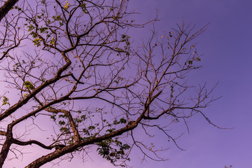 Drying tree with sunset time.