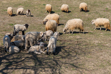 Sheep and lambs in a green field on a sunny spring afternoon