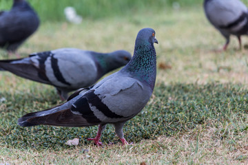 Pigeon birds in the park.