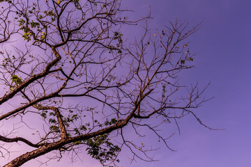 Drying tree with sunset time.