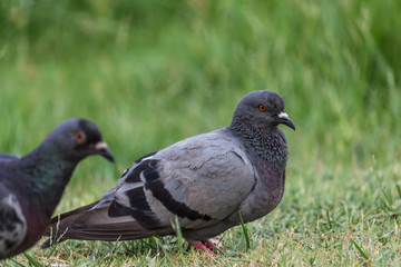 Pigeon birds in the park.