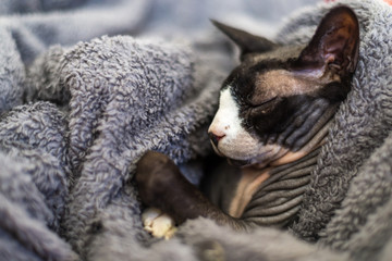 sphynx or sphinx cat is sleeping on a couch with grey blanket on him 