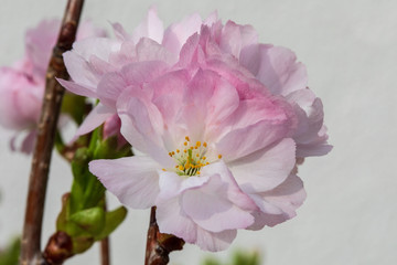 Zierkirschenblüte 2