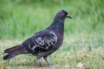 Pigeon birds in the park.