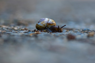 Snail with antennas moving