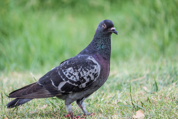 Pigeon birds in the park.
