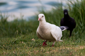 Fototapeta premium Pigeon birds in the park.