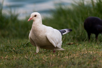 Pigeon birds in the park.