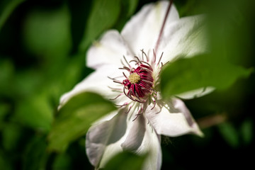 Nahaufnahme der Blüte einer weiß blühenden Clematis Pflanze