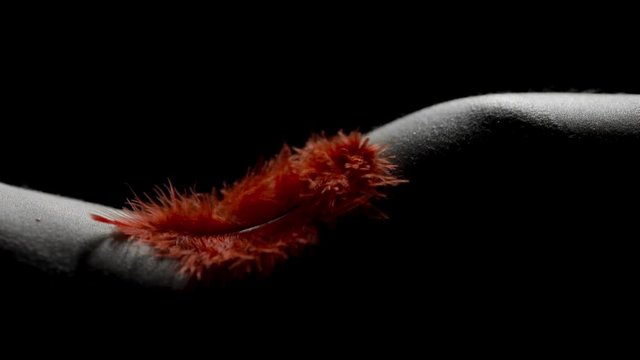 Artistic shot of a red feather falling on a black and white female bodyscape