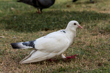 Pigeon birds in the park.