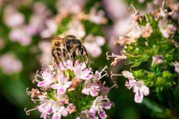 Nahaufnahme einer Honigbiene auf einer Blüte eines blühenden Bohnenkrauts	