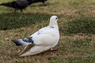 Pigeon birds in the park.