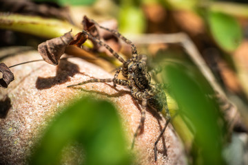 Nahaufnahme einer Spinne auf einem Stein