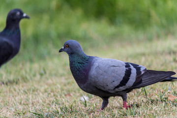 Pigeon birds in the park.