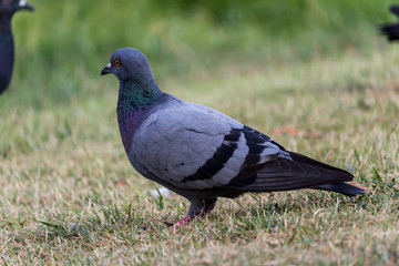 Pigeon birds in the park.