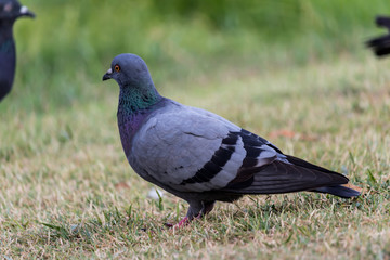 Pigeon birds in the park.