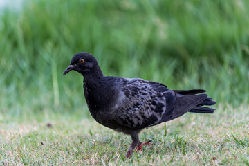 Pigeon birds in the park.