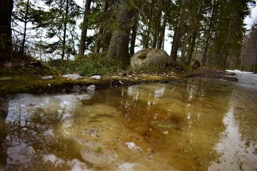 Obraz premium forest