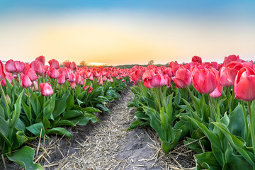 A tulip field near the Keukenhof in the Netherlands.