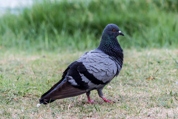 Pigeon birds in the park.